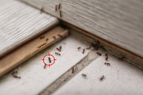 Reliable Marietta, OK Pest Control Solutions